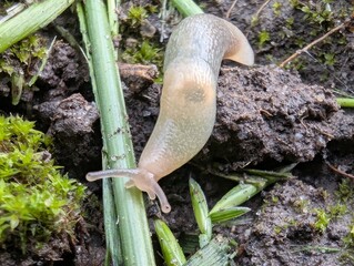 Unique translucent slug exploring a forest floor during a quiet morning in late spring