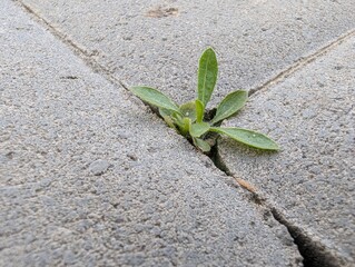 Resilience blooms through cracks in the pavement during a bright afternoon