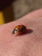 Bright orange ladybug delicately perched on a hand, basking in the warm sunlight during a peaceful afternoon outdoors