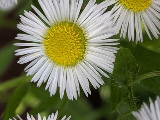 Bright white daisies bloom in a vibrant garden showcasing nature's beauty on a sunny spring day