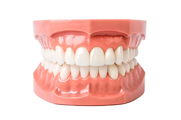 Realistic Dental Model with Teeth and Gums