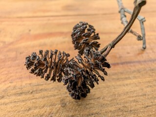 Nature reveals intricate details of a dried seed pod resting on rustic wooden surface with alluring textures and patterns