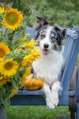 An alert Border Collie dog, female blue merle with copper and white, posing in an old blue wooden cart with yellow sunflowers in an autumnal garden