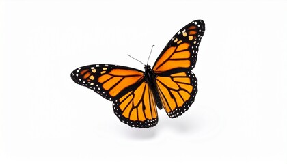 Fototapeta premium Monarch butterfly with vibrant orange wings, black veins, and white spots—symmetrical, outstretched pose on a clean pinkish background; ideal for nature close-up, biology visuals, or minimalistic desi