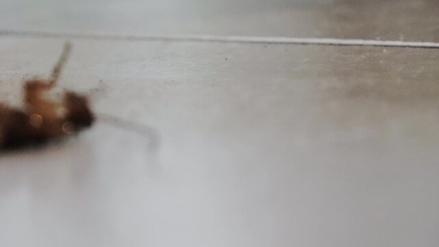 A cockroach, sprayed with insecticide, is dying on the floor.