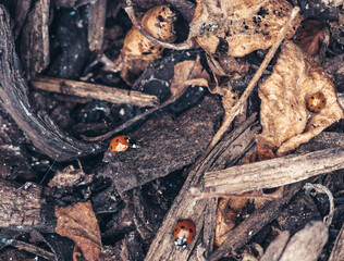 Lasybug Garden Party