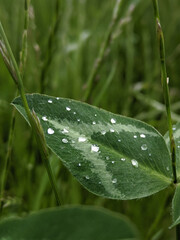 Dewdrops glisten on a lush green leaf in a serene meadow during early morning light