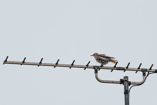 Lone Bird Perched