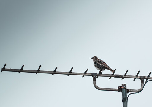 Lone Bird Perched