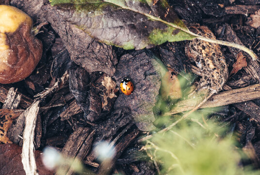 Ladybug Garden