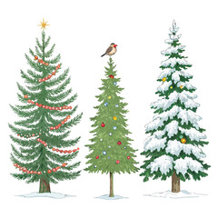 Three stylized Christmas trees with decorations and a robin on a white background winter snow
