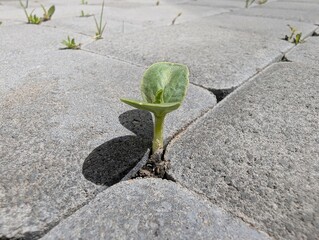 Seedling breaks through stone path, showcasing nature's resilience amidst urban surroundings