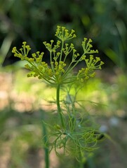 Delicate yellow flowering plant thriving under the sun in a serene garden setting
