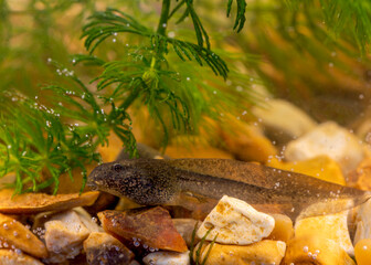 Tadpole Among Aquatic Plants
