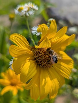 Bright yellow flower captures a busy bee collecting nectar under warm sunlight in a vibrant garden setting