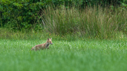 A young fox in a forest meadow in the morning.