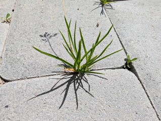 Striving through concrete pathways, resilient green shoots defy urban nature in the afternoon sun