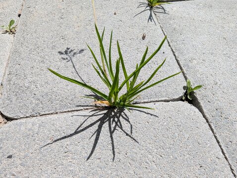 Striving through concrete pathways, resilient green shoots defy urban nature in the afternoon sun