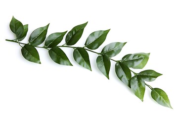 Stock photo of green leaf branch isolated on white background for design use