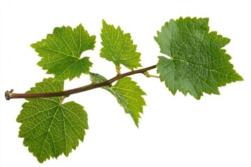 Fresh green grape leaves on vine isolated for wine making and agriculture use