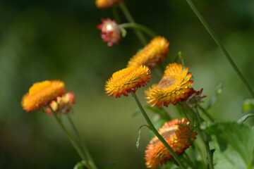 close-up of orangey brown strawflowers or Xerochrysum bracteatum on a dreamy olive green bokeh background