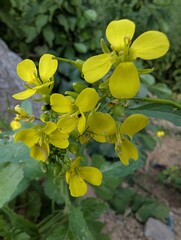 Bright yellow flowers bloom in a lush garden during a sunny afternoon in early spring
