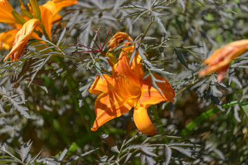 bright orange daylily flowers and foliage outdoors