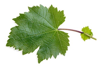 Isolated green grape leaf close up on white background stock photo image