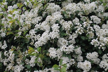 Vibrant white flowers bloom abundantly in spring, creating a lush, inviting landscape in a serene garden setting