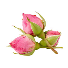 Fototapeta premium Dried pink rose buds isolated on white background