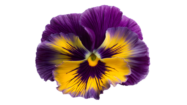 Pansy flower in deep purple isolated on white background