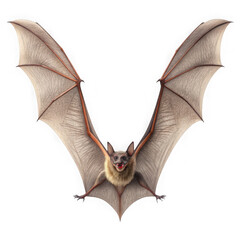 A flying bat isolated on transparent background