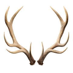 Fototapeta premium Majestic elk antlers displayed symmetrically on a transparent background for design isolated on transparent background