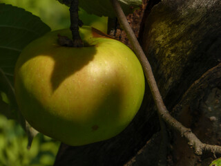 A single green apple hanging from a tree branch