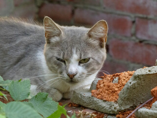 A wary stray cat with a serious expression