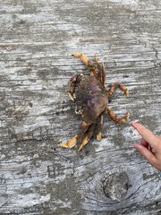 Big Red Pacific Coast Crab