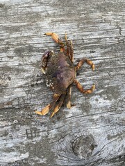 Big Red Pacific Coast Crab