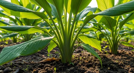 Obraz premium A vibrant green turmeric plant, Curcuma longa, growing in a fertile agricultural field with rich soil.