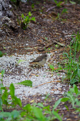 The Redstart Chick