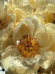 Bouquet of stylish peonies close-up. Pink, white peony flowers. Close-up of flower petals. Floral greeting card or wallpaper. Delicate abstract floral pastel background  