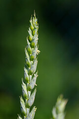 Detail of cereal flowers on a green grain head.