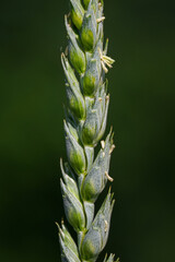 Detail of cereal flowers on a green grain head.