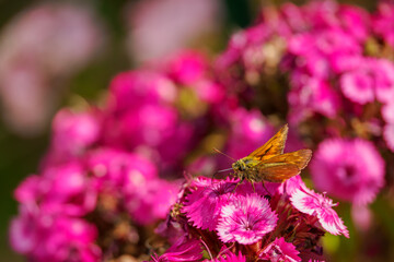 Large skipper butterfly on a pink flower. 
