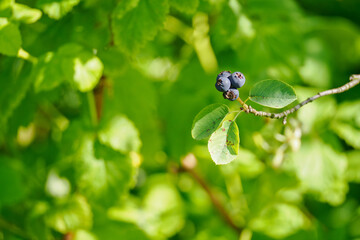 Ripe fruits of Saskatoon serviceberry on a twig with leaves in close-up on the tree.