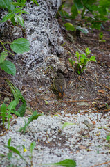 The Redstart Chick