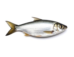 Isolated fish on white background