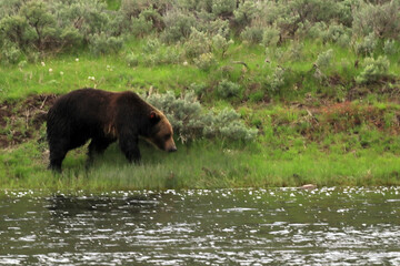 A bear in North America came to a watering hole