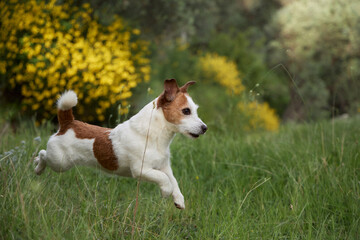 Jack Russell terrier mid-run near yellow wildflowers in a grassy clearing. The dog energy and joy...