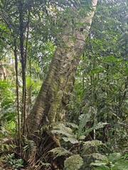 Fototapeta premium Lupuna tree in the rainforest