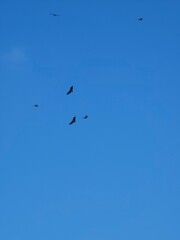 birds in flight